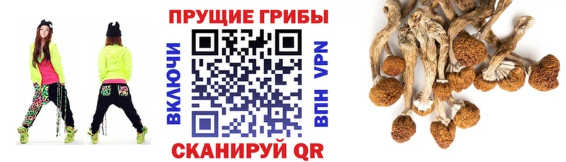 где найти наркотики  Новое Девяткино  Псилоцибиновые грибы Cubensis 